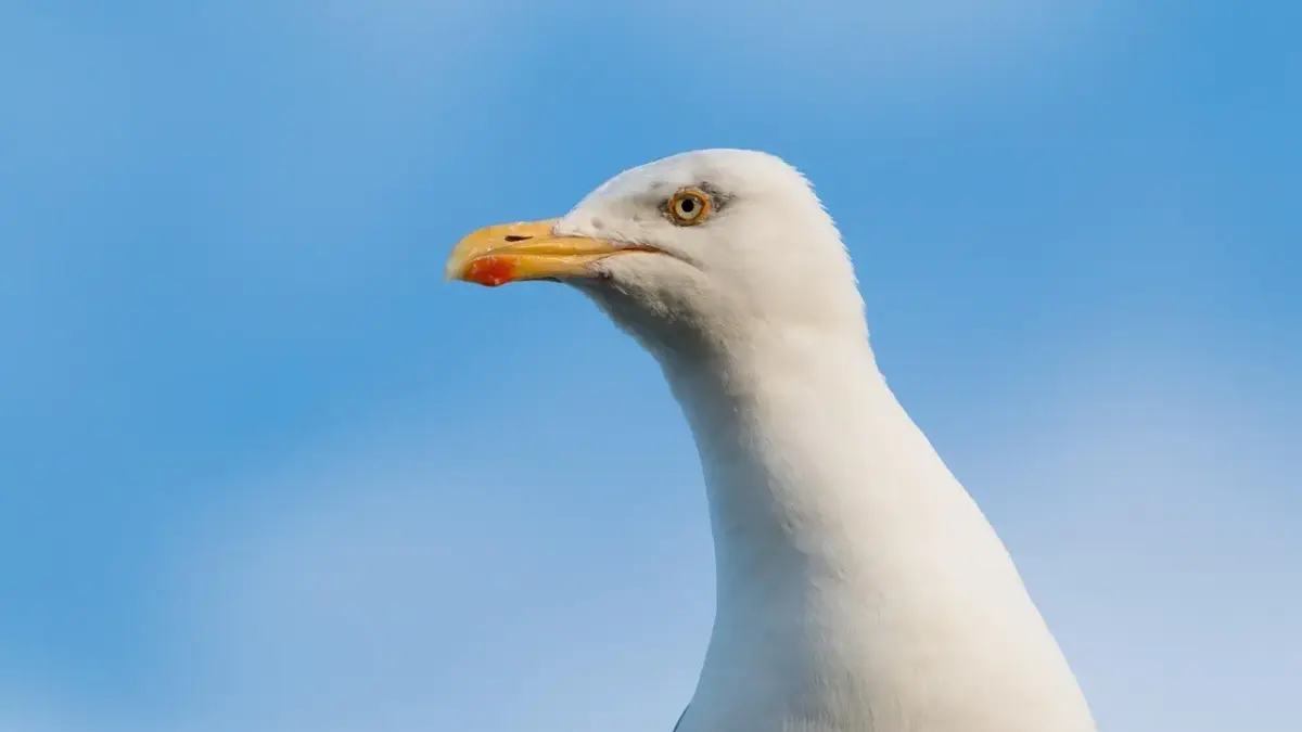 5 fejl, nye skuespillere begår ved castings i Danmark