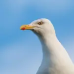 5 fejl, nye skuespillere begår ved castings i Danmark