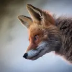 De 8 film med mindeværdige one-shot-sekvenser