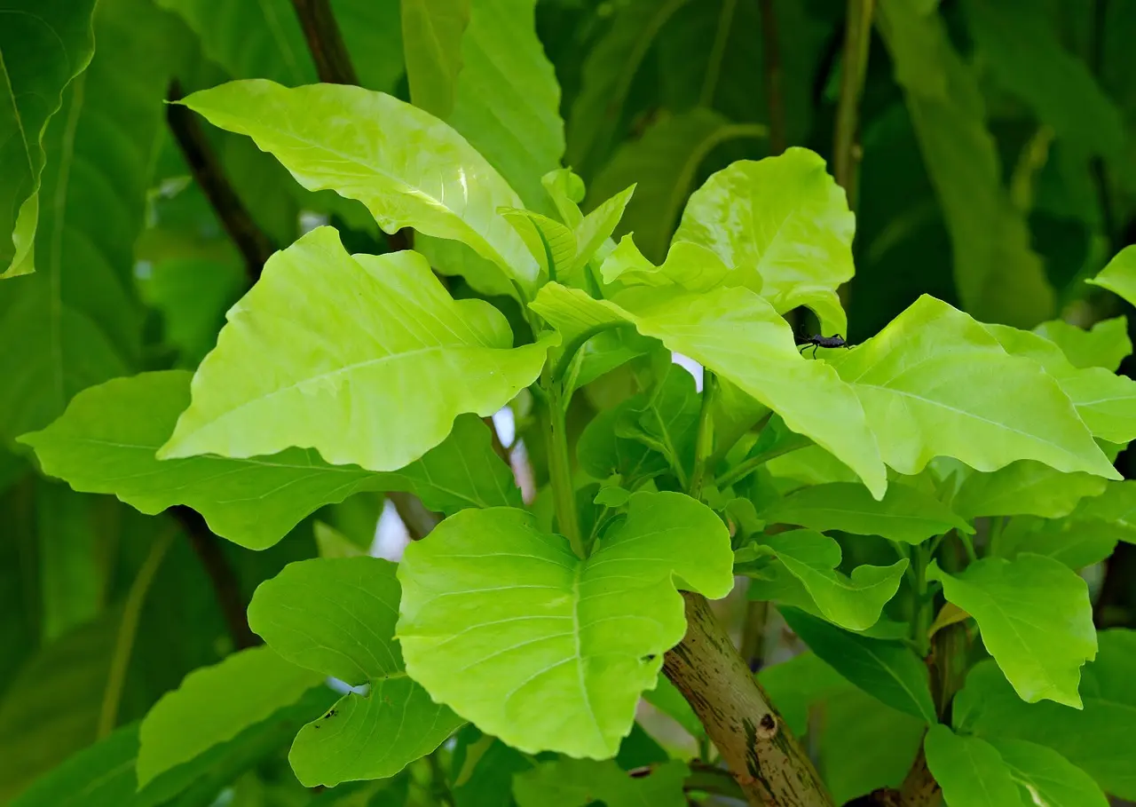 Dybdeprofil: Alba Augusts bedste tv-roller