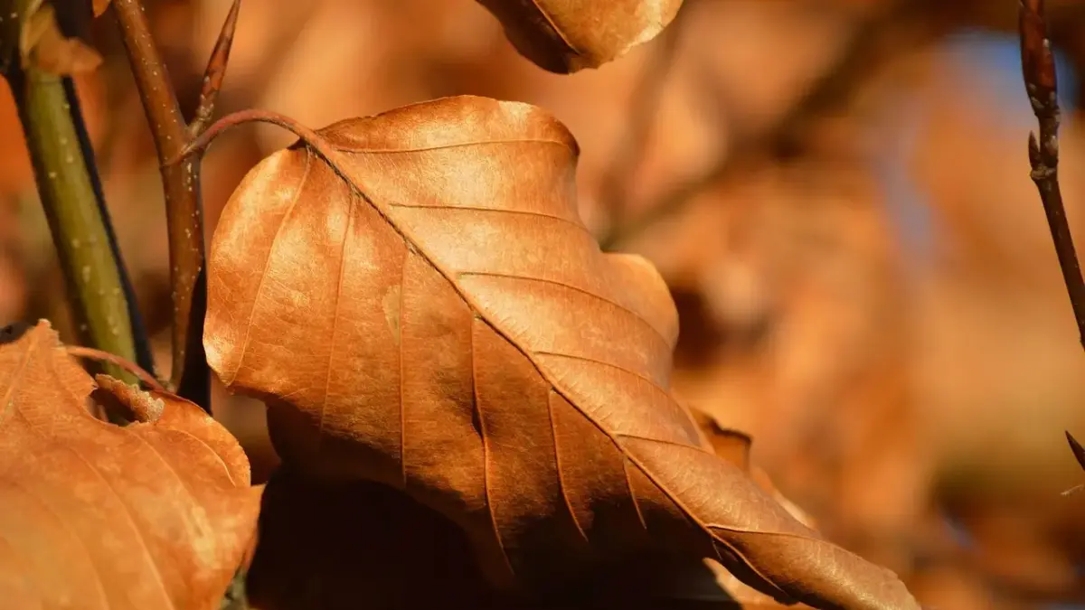 Episodeguide til Borgen sæson 4