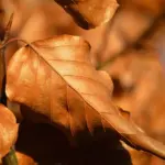 Episodeguide til Borgen sæson 4