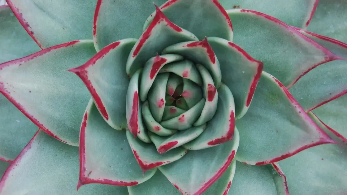 Guide til billedformater: 1.85:1 vs. 2.39:1