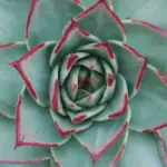 Guide til billedformater: 1.85:1 vs. 2.39:1