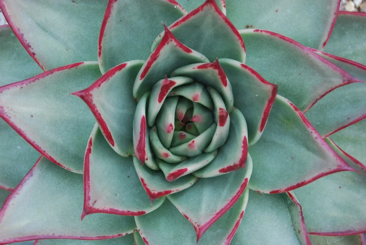 Guide til billedformater: 1.85:1 vs. 2.39:1