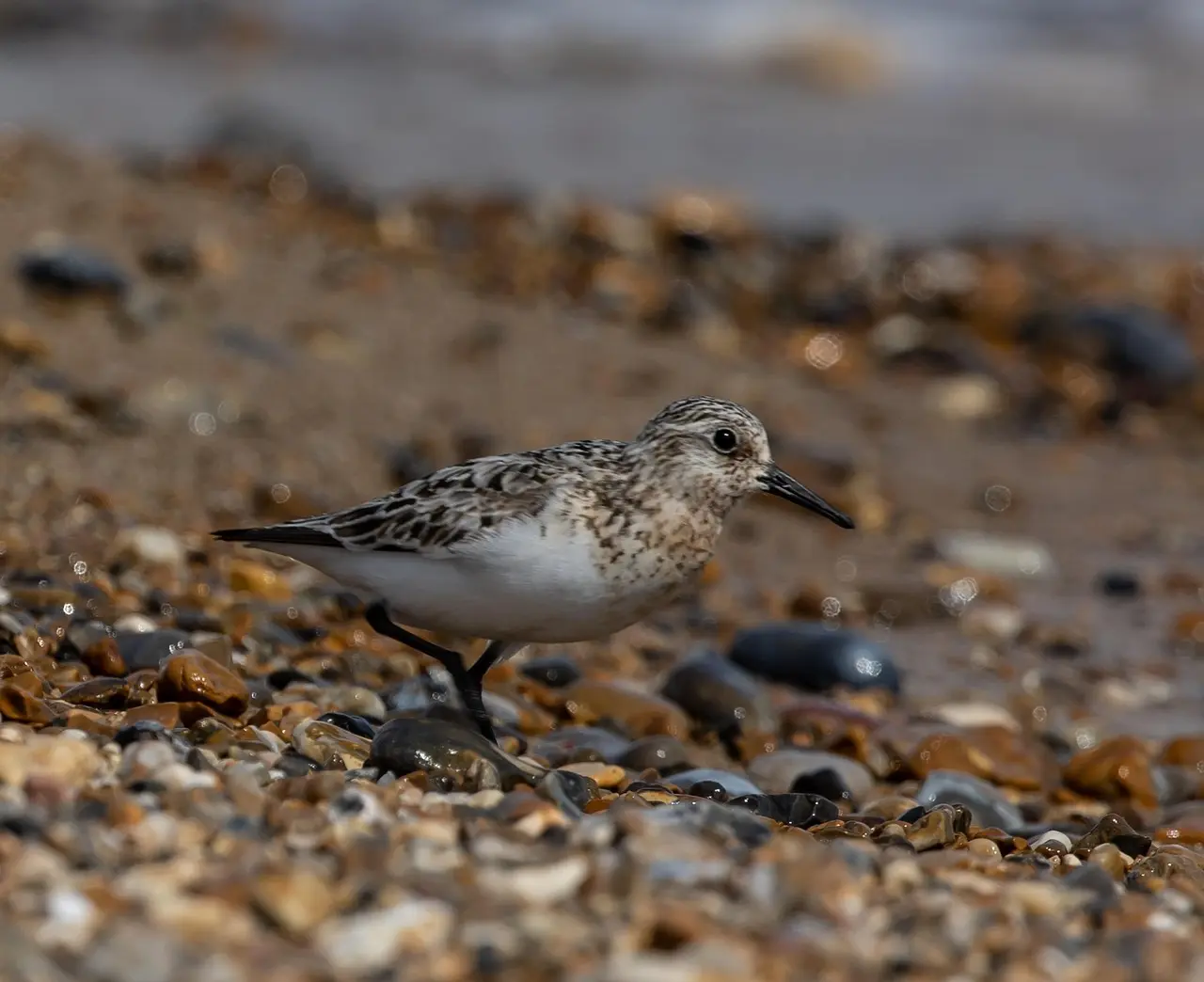 Hjælp til Vadefugl krydsord