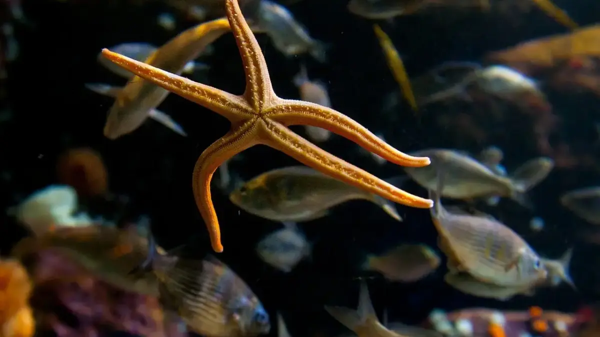 Hvem røg ud af Vild med Dans i dag? Overraskende afsked ryster både dommere og publikum