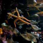 Hvem røg ud af Vild med Dans i dag? Overraskende afsked ryster både dommere og publikum