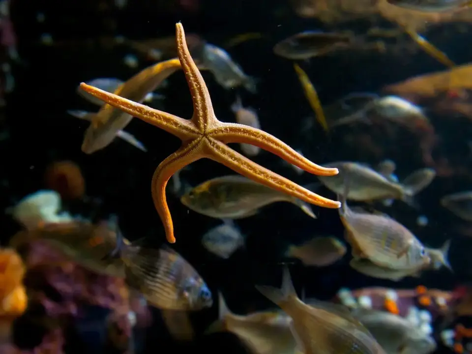 Hvem røg ud af Vild med Dans i dag? Overraskende afsked ryster både dommere og publikum