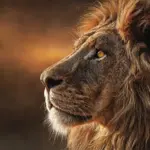 Hvilken Chromecast skal jeg vælge? Find den perfekte model til dit TV, streaming og budget