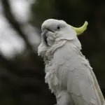 Hvor kan man se How I Met Your Mother? - Den ultimative guide til streaming, køb og genudsendelser