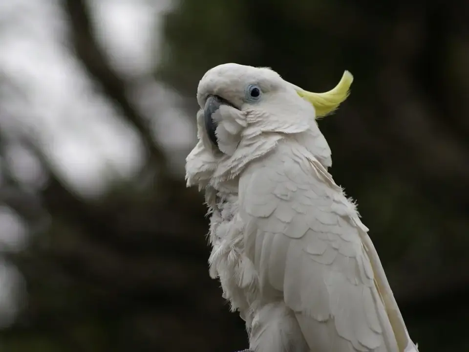 Hvor kan man se How I Met Your Mother? - Den ultimative guide til streaming, køb og genudsendelser