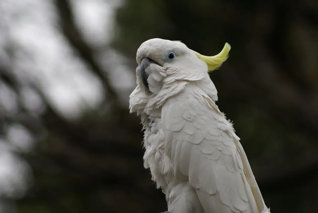 Hvor kan man se How I Met Your Mother? – Den ultimative guide til streaming, køb og genudsendelser