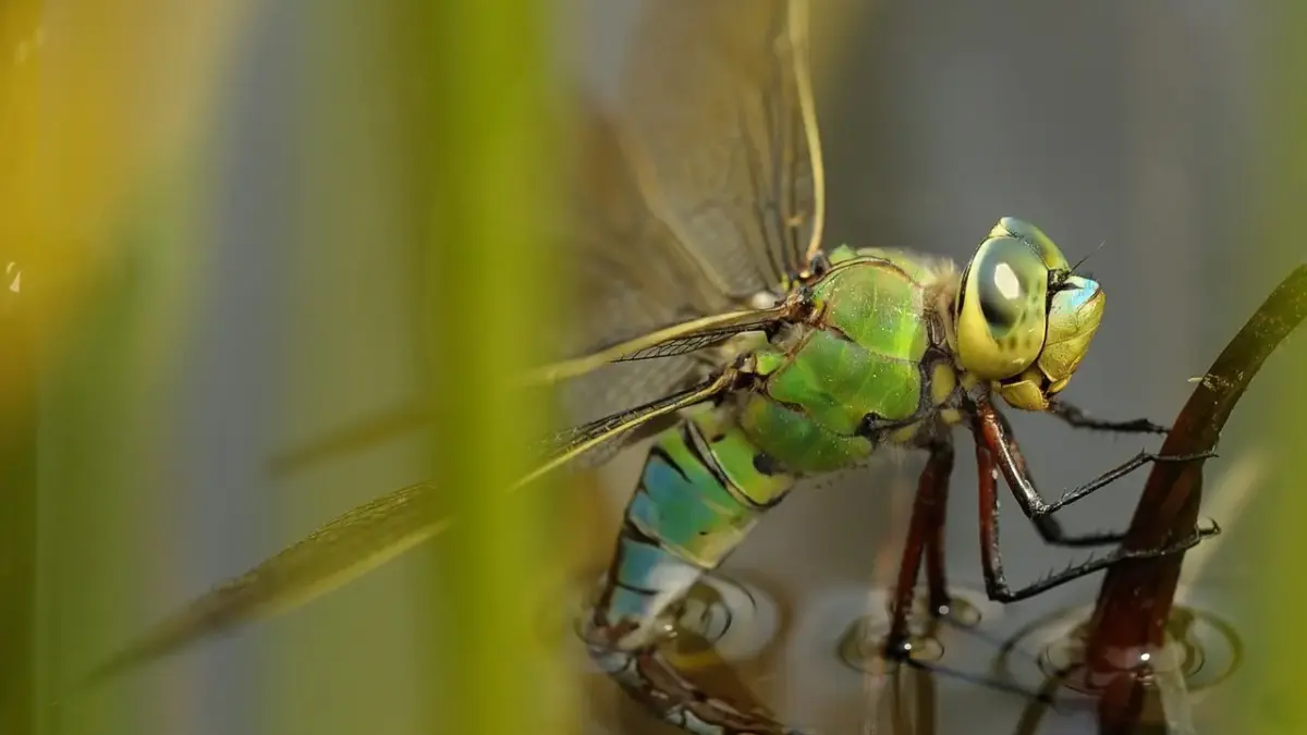 Overblik over karaktererne i House of the Dragon