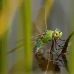 Overblik over karaktererne i House of the Dragon