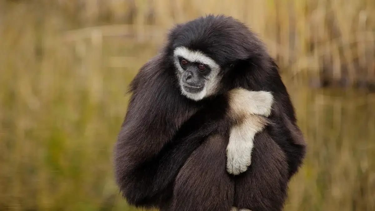 Portræt: Lars Mikkelsens vej fra teater til tv