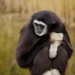 Portræt: Lars Mikkelsens vej fra teater til tv