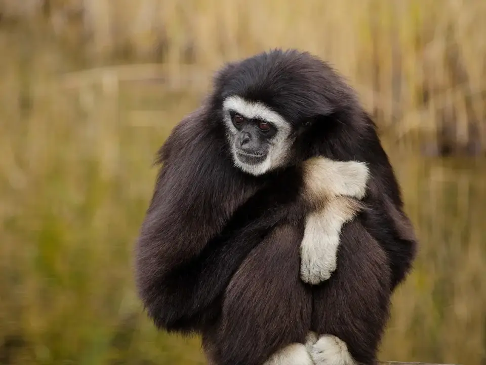 Portræt: Lars Mikkelsens vej fra teater til tv