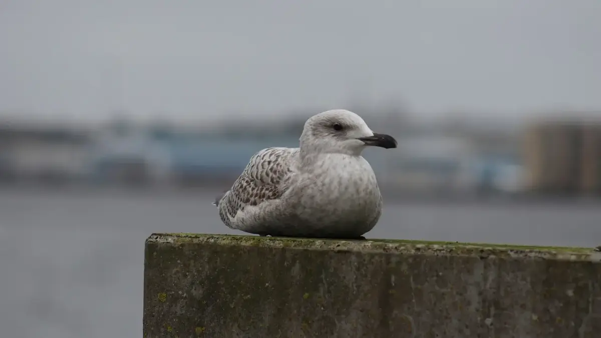 Sådan træner danske skuespillere dialekter
