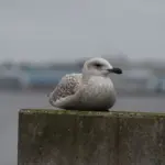 Sådan træner danske skuespillere dialekter