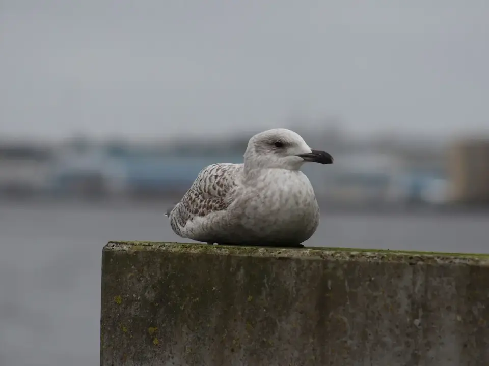 Sådan træner danske skuespillere dialekter